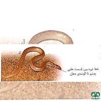 گونه کورمار معمولی Common Sand Boa